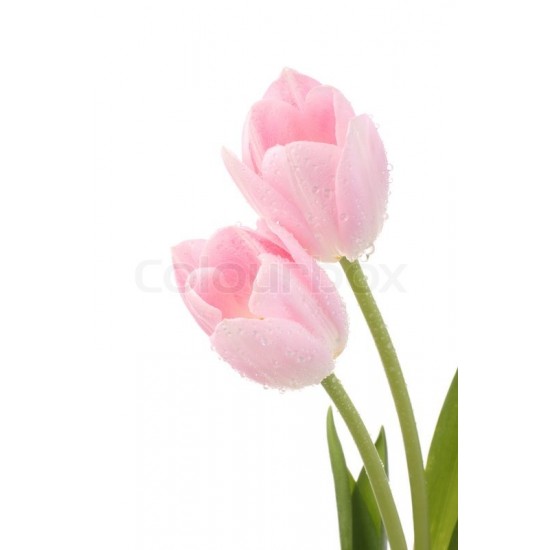 Pink Tulips Hand Bouquet 20 Stems