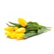 Bright Holland Yellow Tulips Bouquet