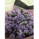 Daily Special Discount Flowers - Forget me Not Bouquet