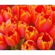 50pcs Orange Tulips Bouquet